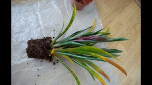 Гузмания, отсаживаем детки