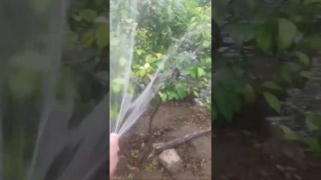 PARNIK LIMON KUCHATINI YUVISH смотреть онлайн