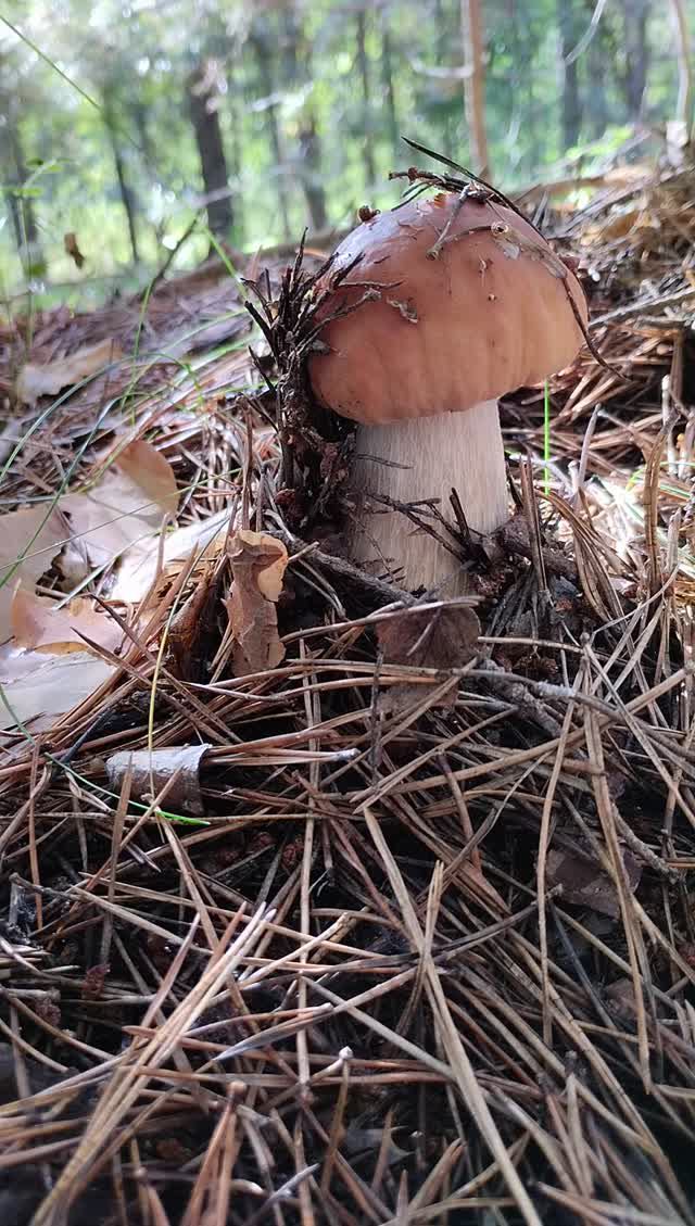 Белые грибочки в лесу