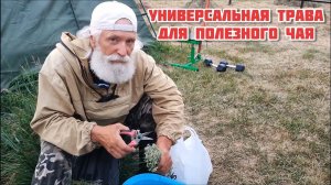 Эта травка сделает ваш чай Вкусным и Полезным!