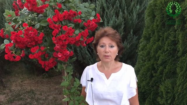 Розы в контейнерах. Какие сорта подойдут. Правила для красивого цветения смотреть онлайн
