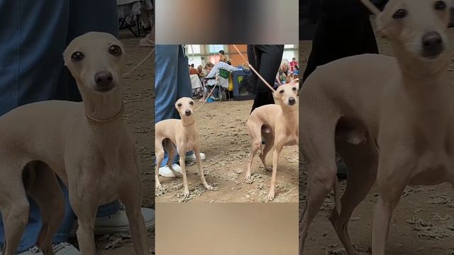 Выставка собак "Уральские зори" #shorts #выставкасобак #dogshow #челябинск #dog смотреть онлайн