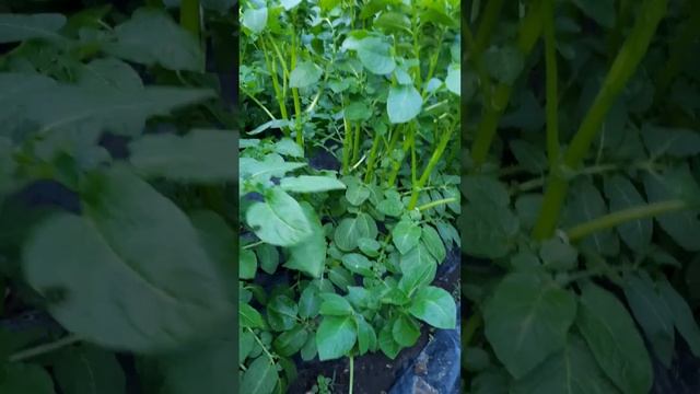 сверх урожайный метод выращивания картофеля под черной пленкой. смотреть онлайн