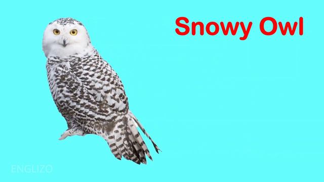 Polar Animals For Kids | Learning About Arctic Animals