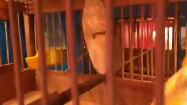 Кенар против зеркала смотреть онлайн