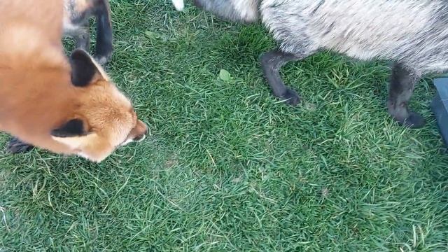 Лисы ловят курагу смотреть онлайн