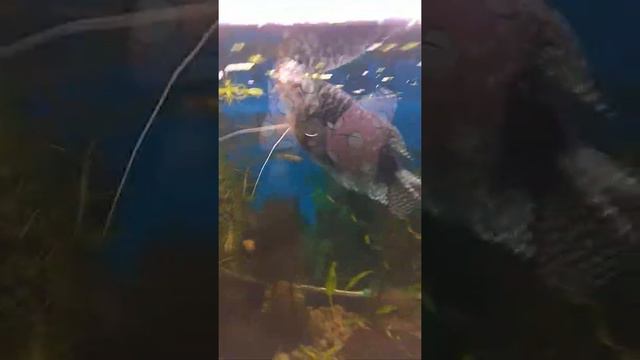 Нерест гурами мраморный гурами