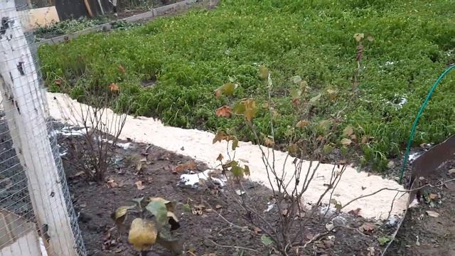 Засыпала между грядок опилками. смотреть онлайн