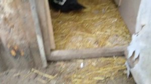 Что делать если индоутки не несутся///яйцекладка///мускусные утки//