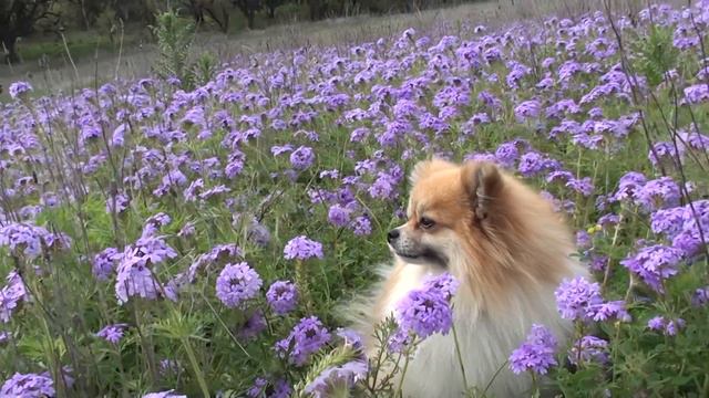 Pomeranian Dog in Prairie Verbena Wildflowers in Texas смотреть онлайн