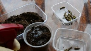 Ахименес.  Посадка и уход