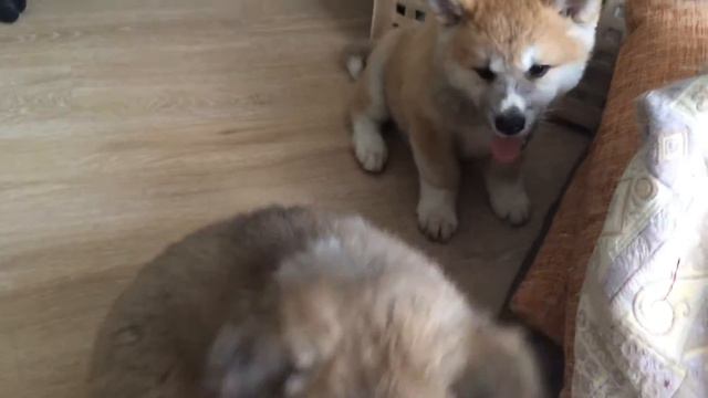 Щенки 10.06.16 смотреть онлайн