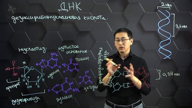 Строение молекулы дезоксирибонуклеиновой кислоты. 10 класс. смотреть онлайн