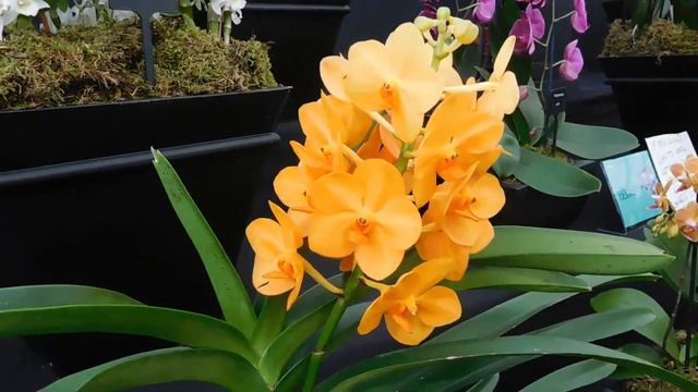 Tatton flower show 2019 смотреть онлайн