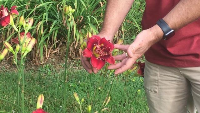 30 seconds with Stellar Double Rose смотреть онлайн