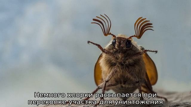 Как избавиться от личинок майского жука на клубнике смотреть онлайн