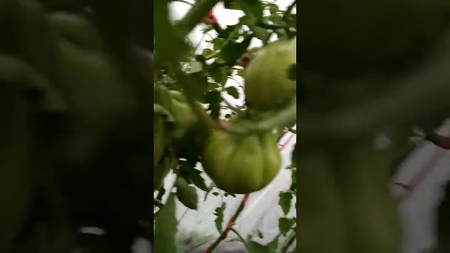 Золотое руно и французский гроздевой смотреть онлайн