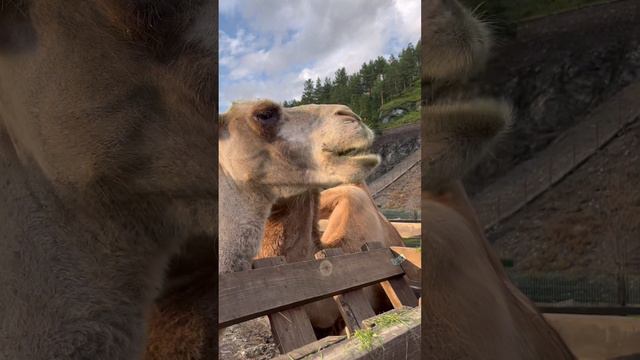 НУ ОЧЕНЬ ВКУСНО смотреть онлайн