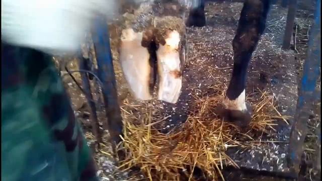 Ошибки новичка в обрезке копыт коровы на ферме с бетонным полом смотреть онлайн