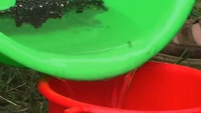 Сахалинский осетр (Acipenser mikadoi). Река Тумнин, Хабаровский край 2008 г. Краткая версия II смотреть онлайн