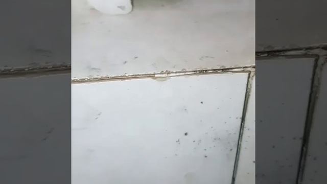 ужасная затирка плитки??? смотреть онлайн