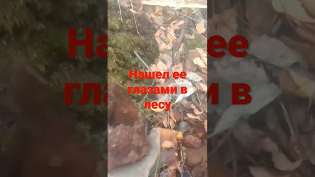 нашёл её глазами в лесу смотреть онлайн