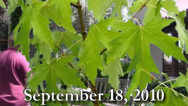 #Silver Maple Tree* +Acer saccharinum+Fast Growing Tree+ смотреть онлайн