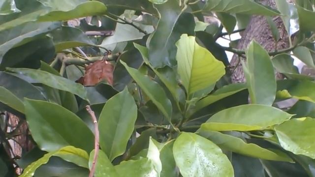 Авокадо из косточки. Как получить плоды Вопросы и ответы #авокадоизкосточки #авокадо #irisdominican смотреть онлайн