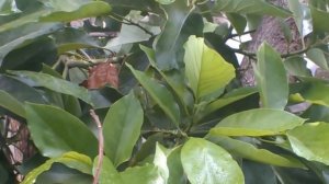 Авокадо из косточки. Как получить плоды Вопросы и ответы #авокадоизкосточки #авокадо #irisdominican