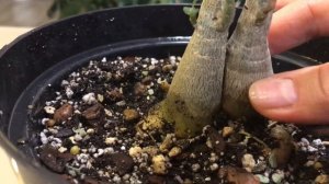 СРАЩИВАНИЕ ДВУХ СОРТОВ АДЕНИУМА ЧАСТЬ 2