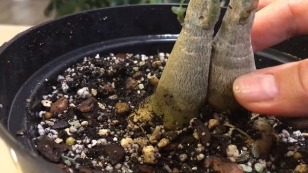 СРАЩИВАНИЕ ДВУХ СОРТОВ АДЕНИУМА ЧАСТЬ 2