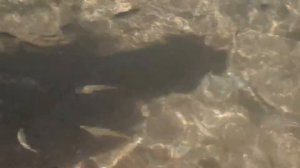Кормим рыбок на пляже (Египет, Дахаб, отель Ибис стайл Дахаб лагун / Ibis Styles Dahab Lagoon)
