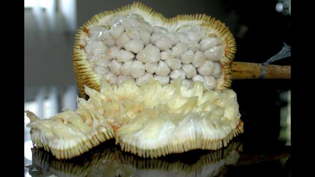 Топ 5 экзотических фруктов  о которых вы не слышали