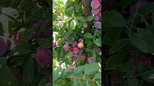 слива ФОРТУНА (FORTUNE)