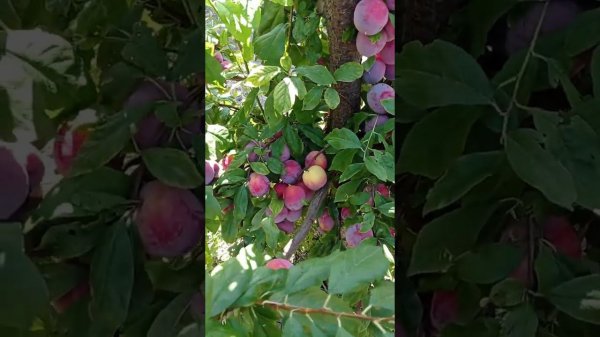 слива ФОРТУНА (FORTUNE)