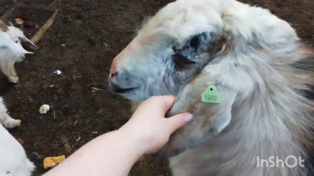 ПОСЛЕДНИЙ УЧЕБНЫЙ ДЕНЬ/ДАЧА/КОЗОЧКИ/ПОСАДОЧКИ/ГОТОВИМСЯ К ВЫПУСКНОМУ РАМАЗАНА смотреть онлайн