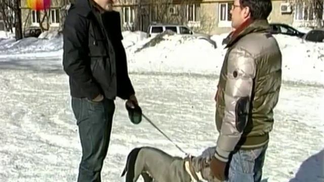 Американский стаффордширский терьер. "Живые истории" смотреть онлайн