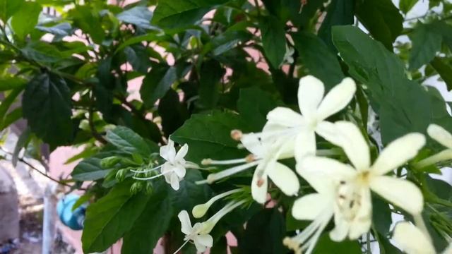 Pokok Kembang Bugang/White Butterfly/Clerodendrum Calamitosum(Fragrance Flower)
