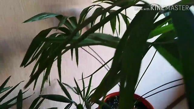 Пальма. трахикарпус Форчуна смотреть онлайн