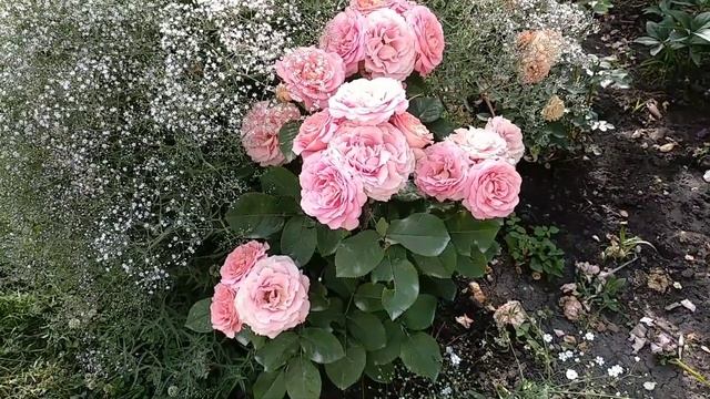 Розы. Розенфацинацион, Вивьен Вествуд, Поэзия.