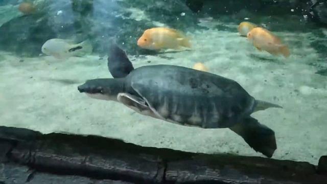 ГИГАНТСКАЯ АРАПАЙМА, ЧЕРЕПАХА. РЫБКИ (UnderWater World Langkawi. Pulau Langkawi. Malaysia)