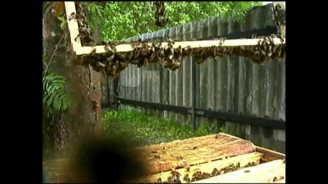 Среднерусские пчелы(dm.medvedev73)Вывод маток СР породы смотреть онлайн