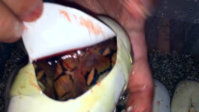 Разведение сетчатых питонов смотреть онлайн