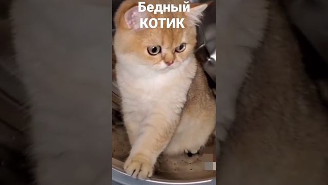 КОТИКА решили постирать в стиральной машине 😂😂👍 смотреть онлайн