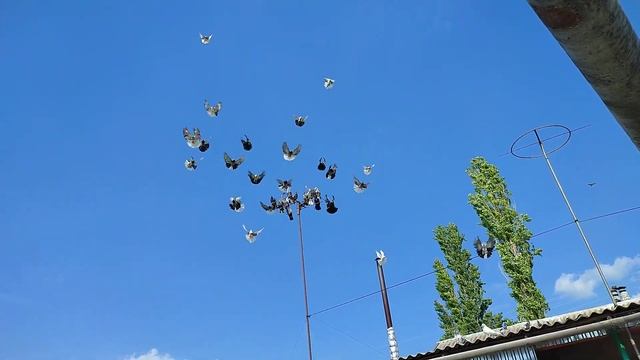 Николаевские голуби Драганова Виталия. смотреть онлайн