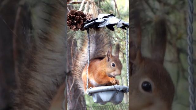 Белка нервничает и виляет хвостом