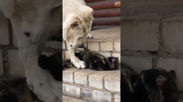 БАНДА 7 МЕСЯЦЕВ И МАЗУТА .) ЩЕНКИ ОТ МАРШАЛА И БУХАРЫ +375447438506 Ватсап вайбер смотреть онлайн