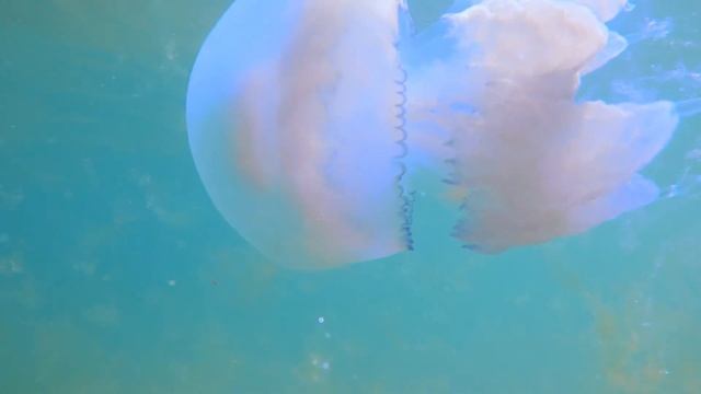Удивительный Подводный Мир Медуз смотреть онлайн