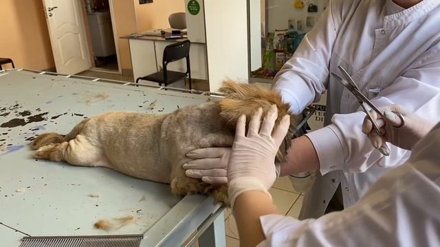 повезли ЧУДО в ветеринарку узнали кто ЭТО и что с ЧУДОМ смотреть онлайн