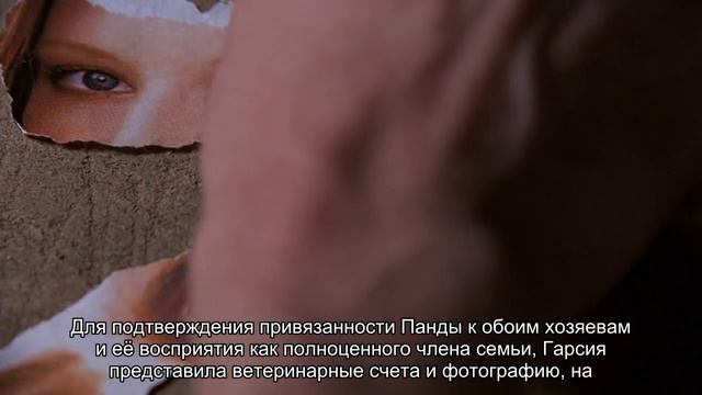 Испанский суд обязал разводящуюся пару стать опекунами их собаки смотреть онлайн